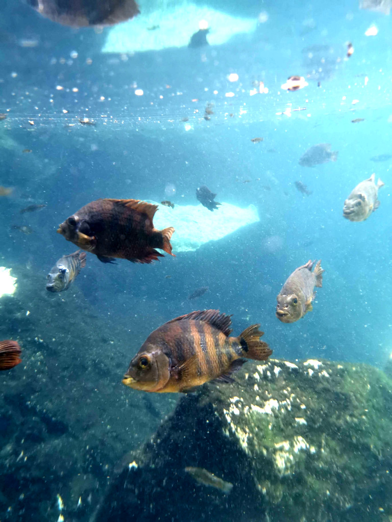 Striped fishes underwater