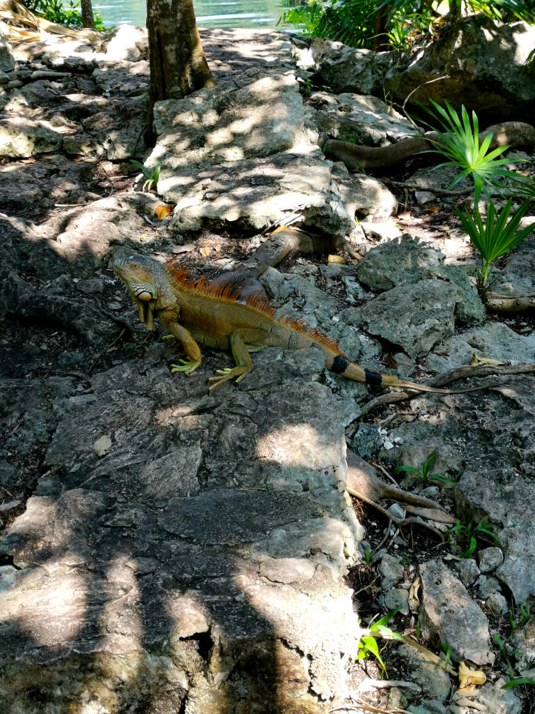 An iguana walking along rocks