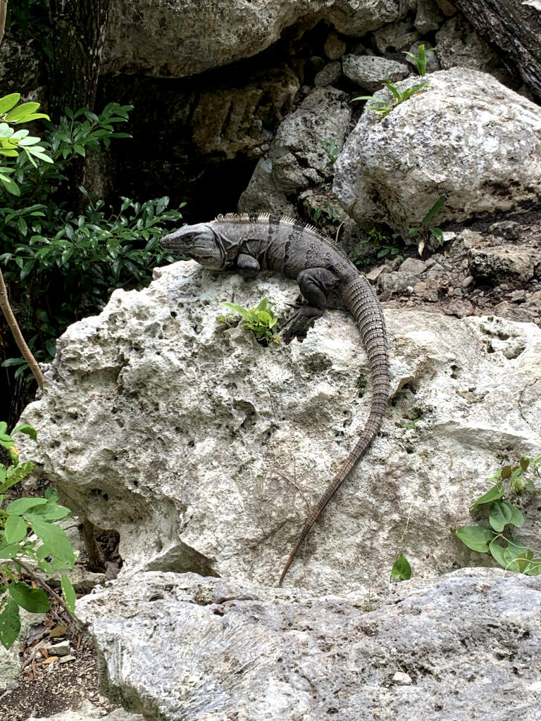 An Iguana sitting on a rock near a cenote in playa del carmen