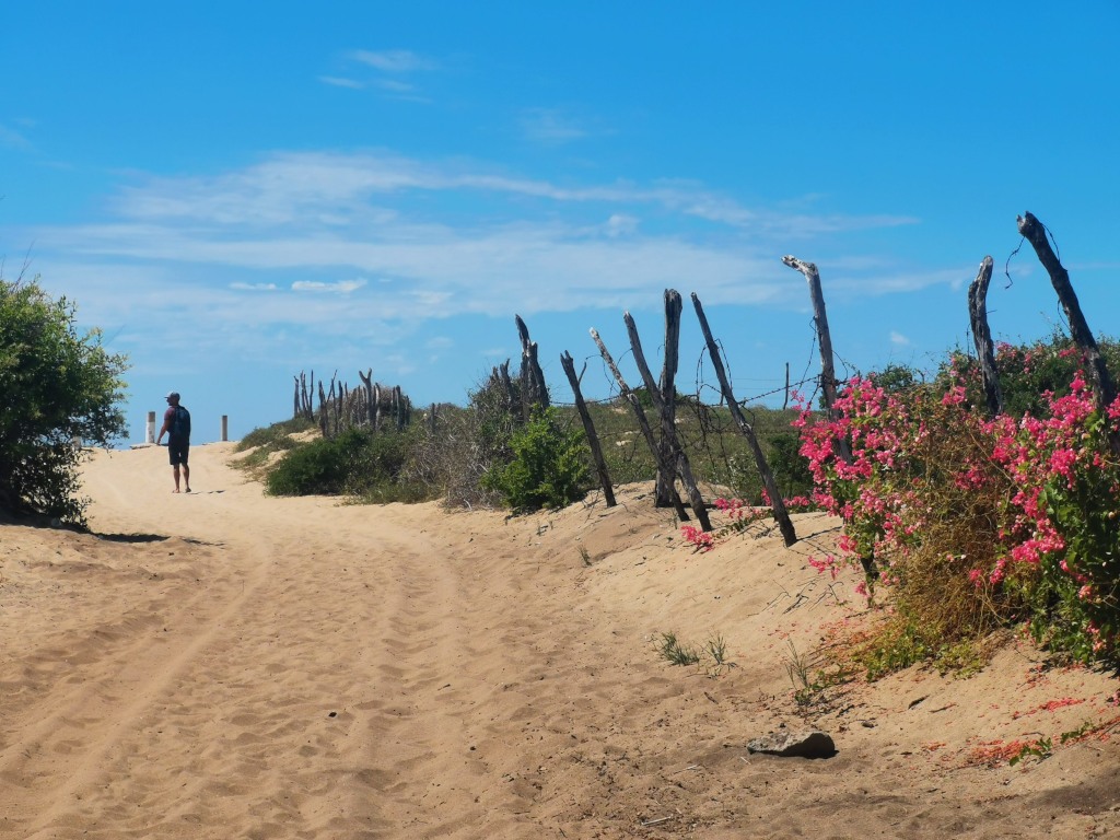 A man walking down a sandy road to the beach next to a rustic wooden fence with pink flowers next to it