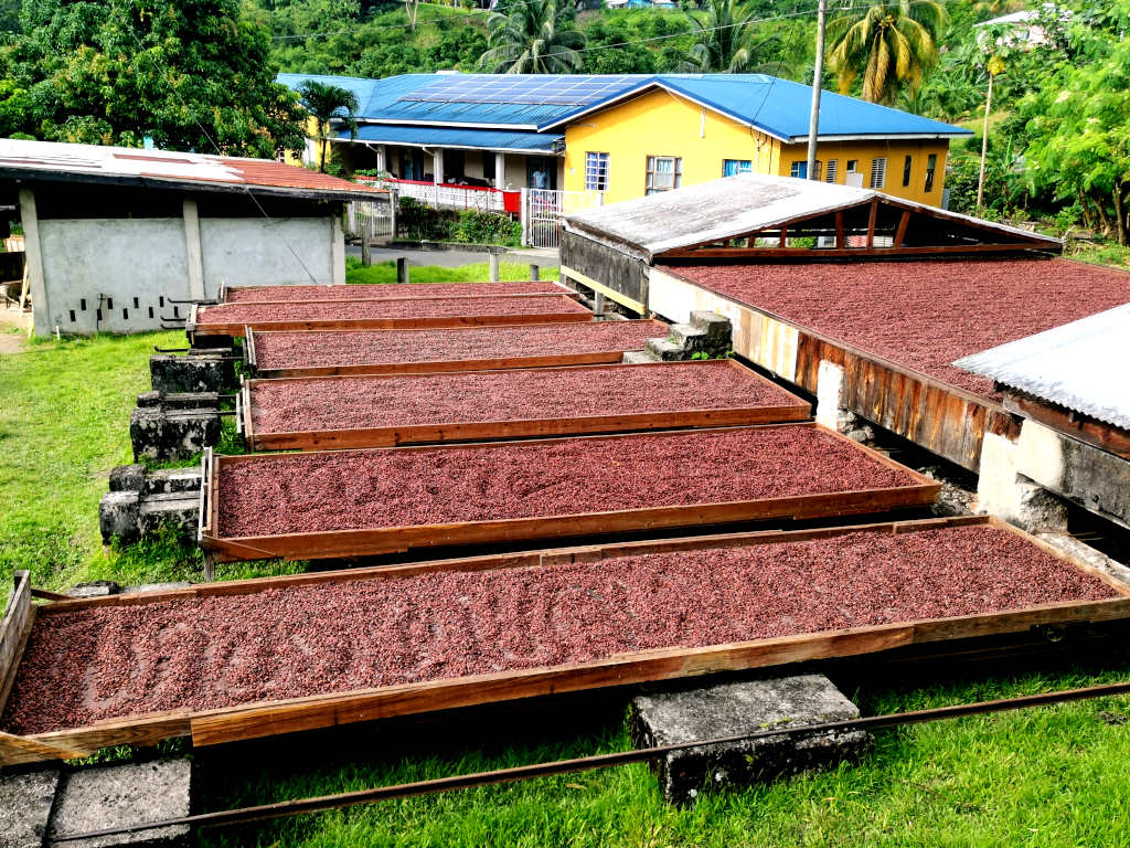 Cacao beans drying in the sun at Jouvey chocolate factory Grenada