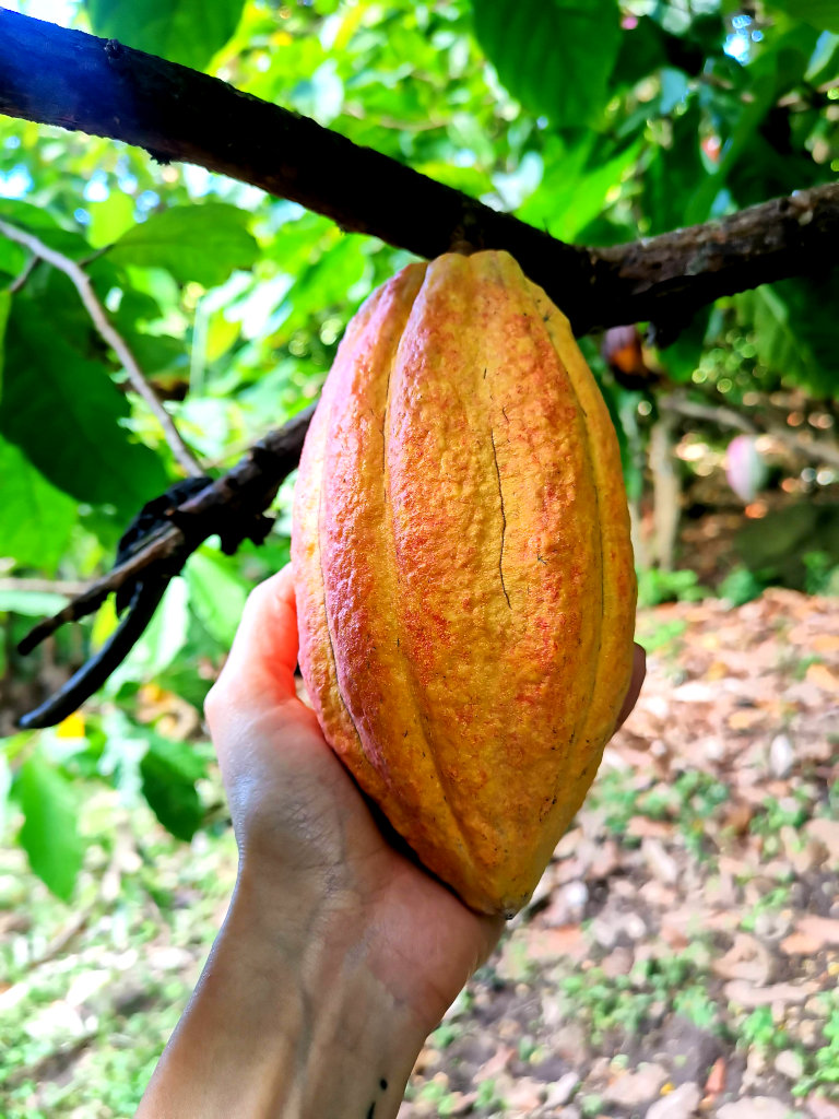 Holding a yellow-orange cacao pod in hands