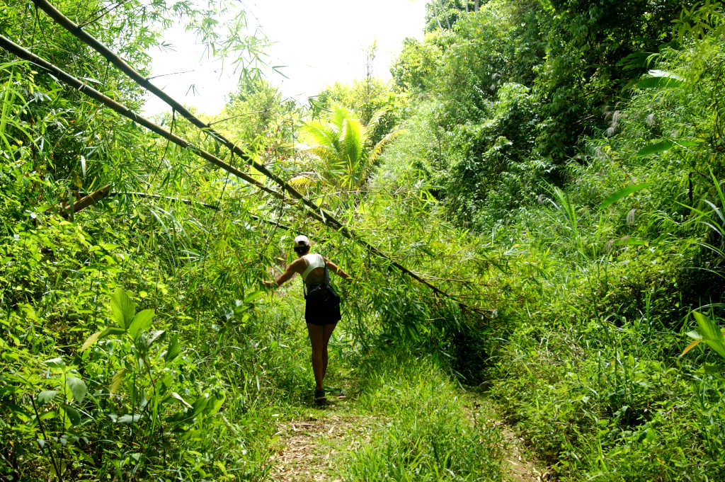 A woman in running gear making her way underneath some bamboo that has been blown over by a storm