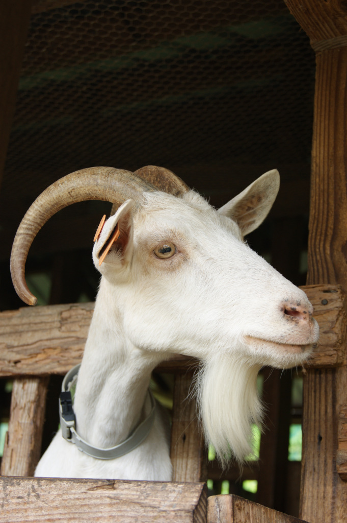 A goat sticking its head through a wooden fence at Belmont Estate Grenada
