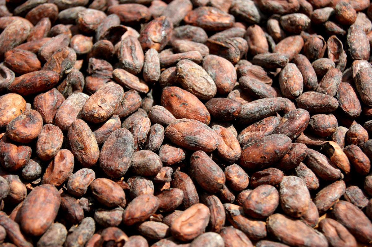 a pile of dried cocoa beans from a grenada chocolate factory