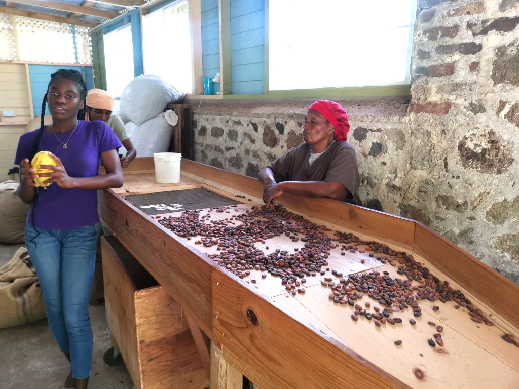 A woman in a purple shirt holding a cocoa pod in her hands next to a tray for sorting cocoa beans in a Grenada chocolate factory