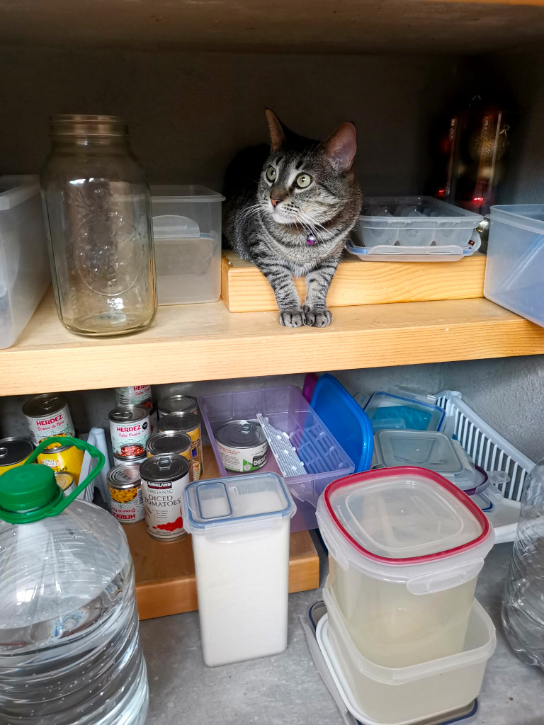 A cat hiding in a shelf amongst kitchen items