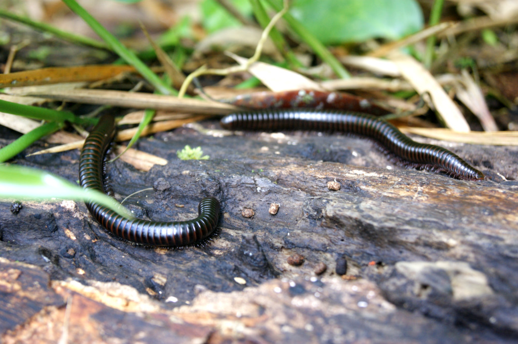 Two millipedes on a wooden log