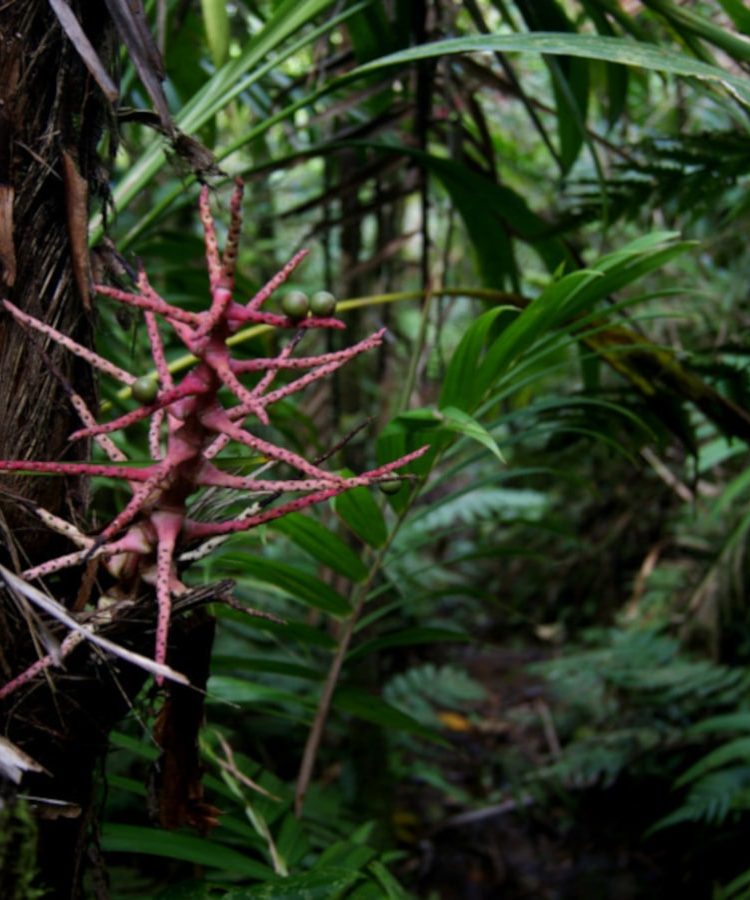 A red spikey plant on the Mount Saint Catherine Hike