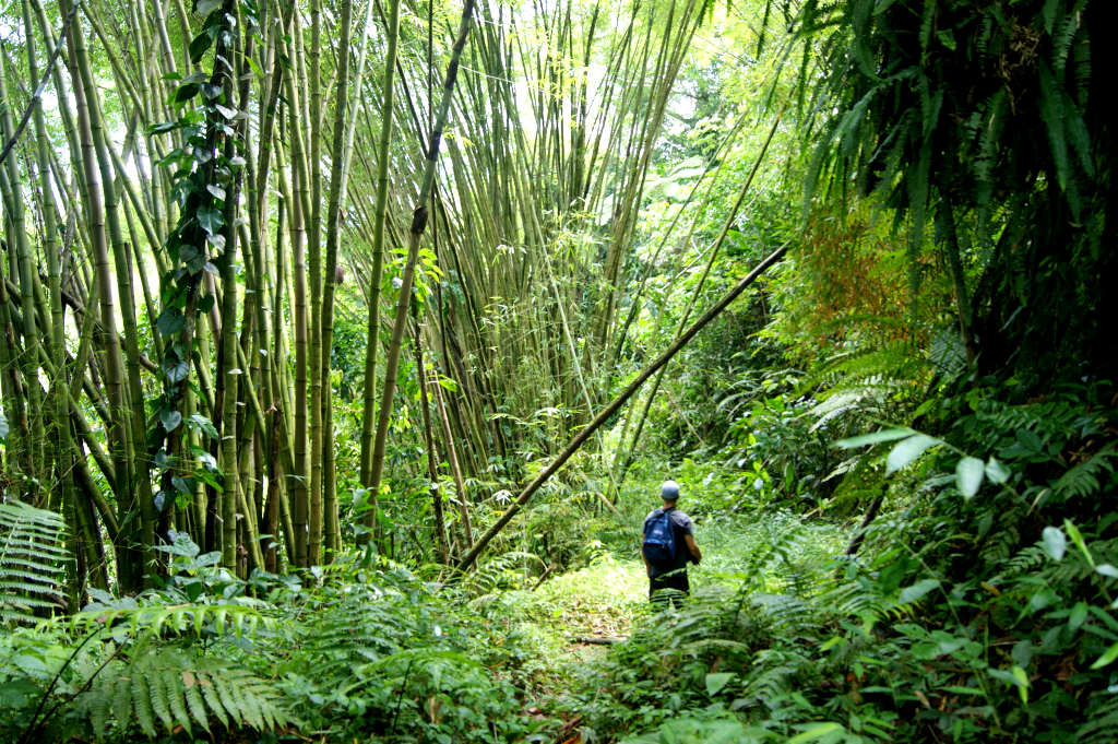 A man in a blue hat with a blue backpack walking underneath big bamboo plants in Grenada