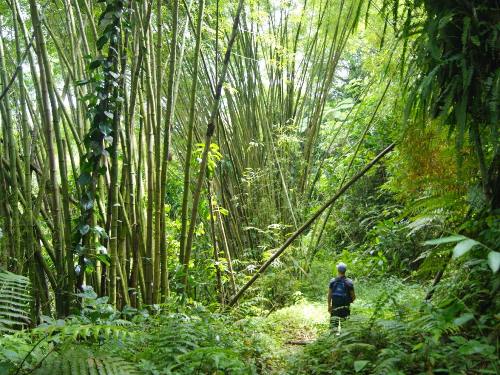 A man walking though the jungle up Mount Saint Catherine in Grenada