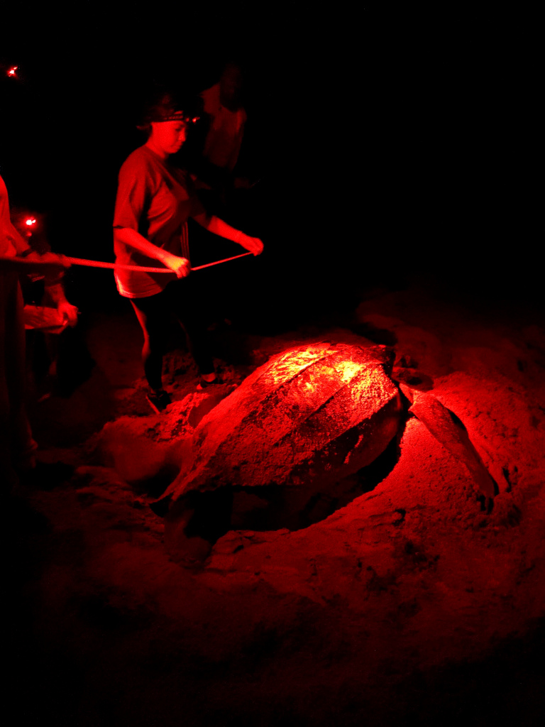 A volunteer with a measuring tape measuring the size of a leatherback turtle on the beach in grenada at night under red lights