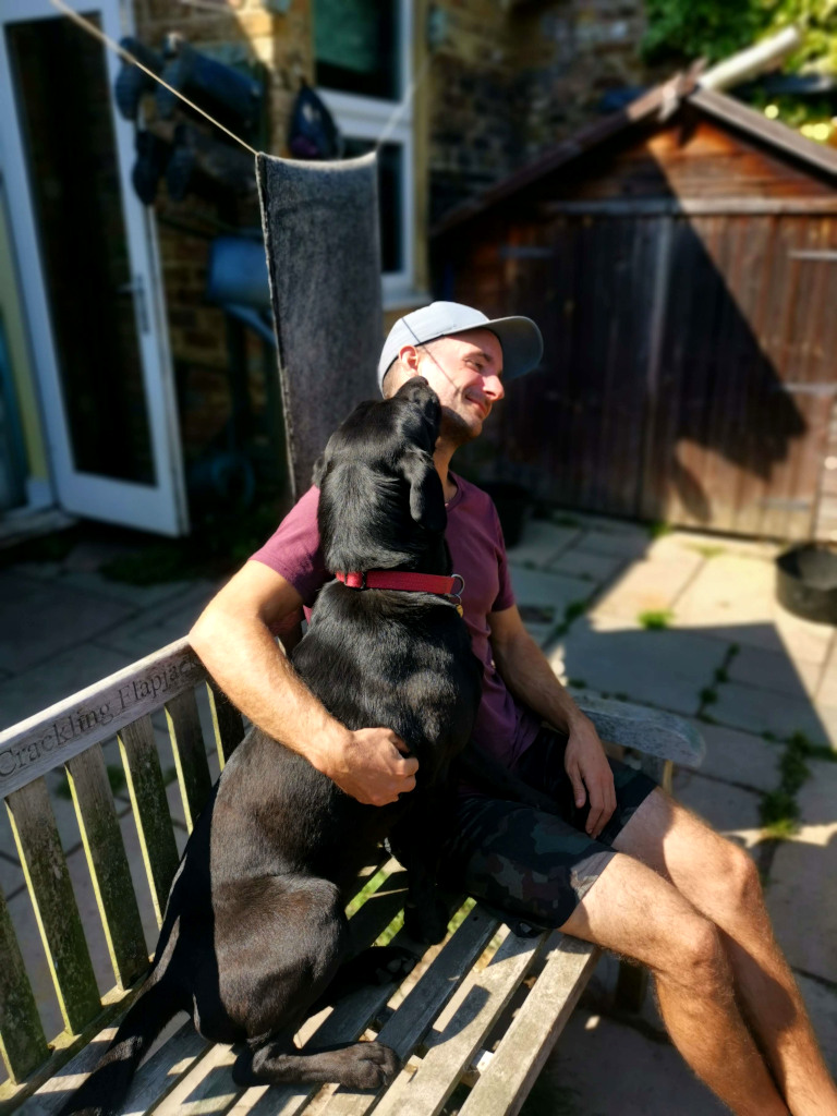 A man in a purple shirt and a blue hat sitting on a bench while a black labrador tries to lick his face