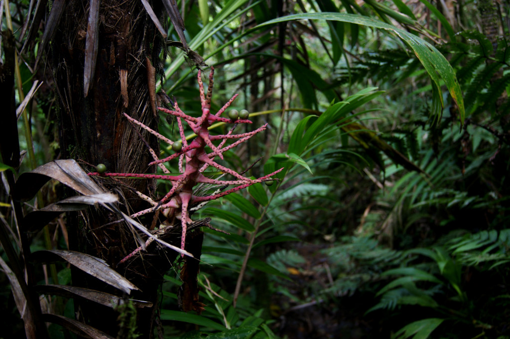 A red plant in Grenada's jungle