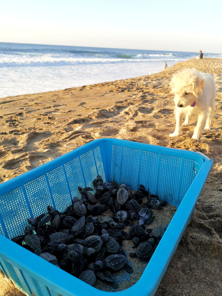 A blue plastic crate full of baby turtles - as propular volunteer job in Mexico