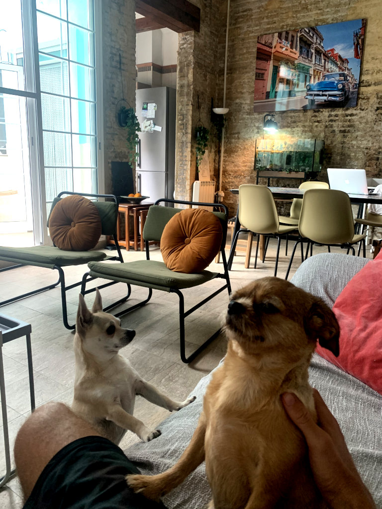 Two small dogs standing on their back legs while a man is pet sitting for them