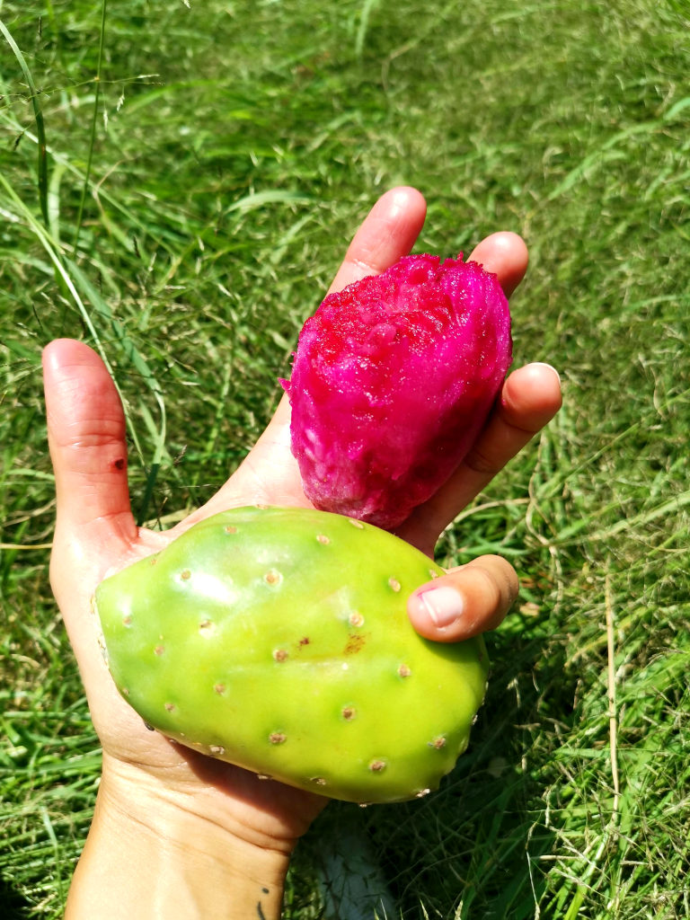 A hand holding two prickly pear fruit - tasty and affordable that is a great snack how to travel cheap