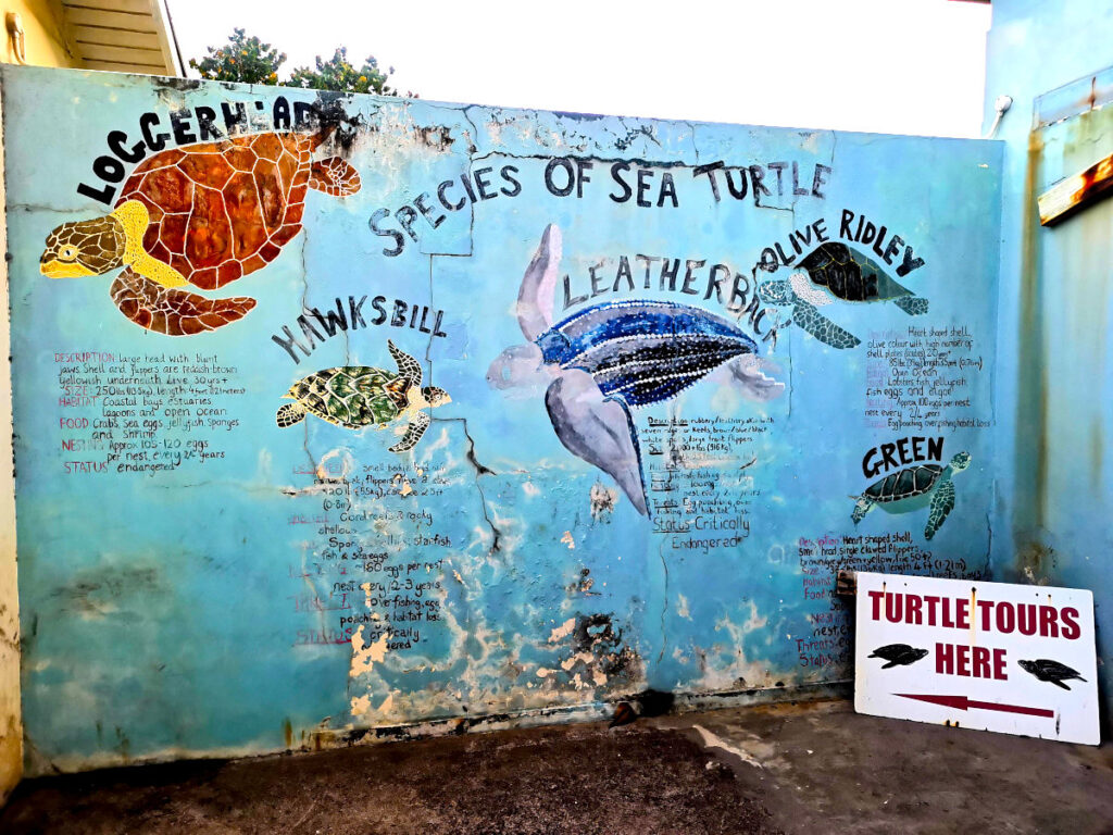 A picture of a mural showing the species of turtles Grenada has in its waters