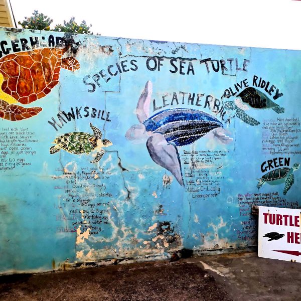 A picture of a mural showing the species of turtles Grenada has in its waters