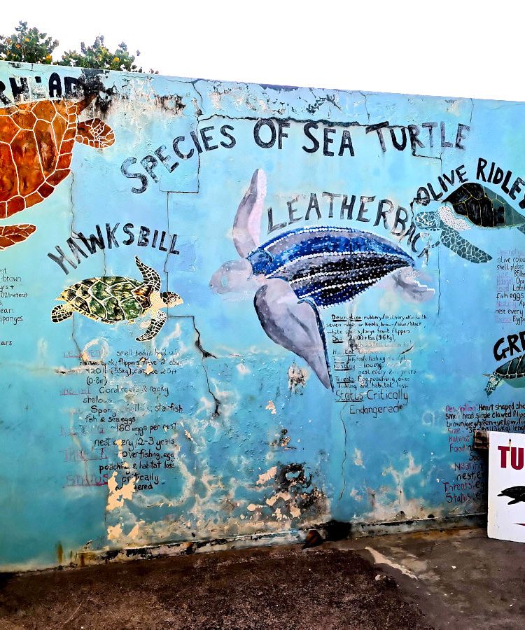 A picture of a mural showing the species of turtles Grenada has in its waters