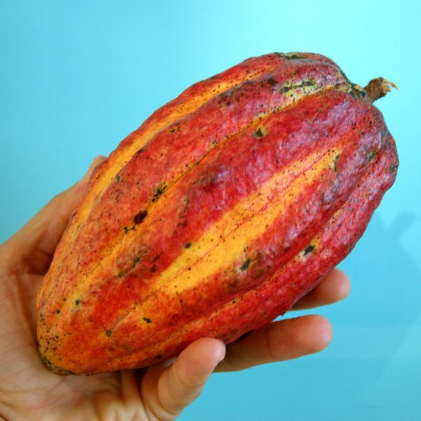 A hand holding a red and green cocoa pod in front of a baby blue background at a Grenada chocolate factory