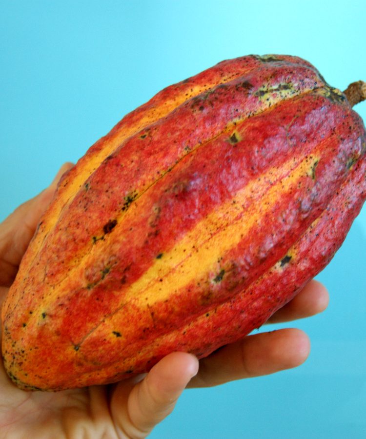 A hand holding a red and green cocoa pod in front of a baby blue background at a Grenada chocolate factory