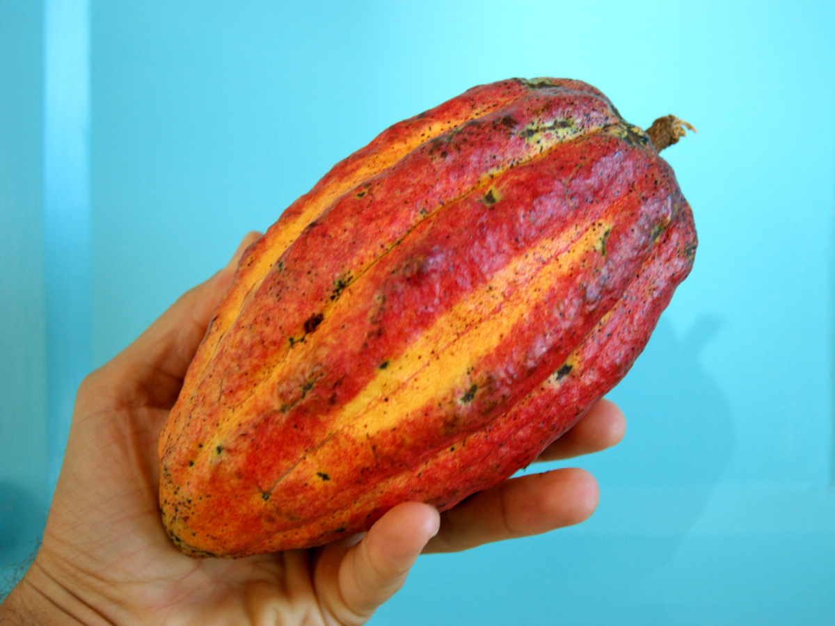 A hand holding a red and green cocoa pod in front of a baby blue background at a Grenada chocolate factory