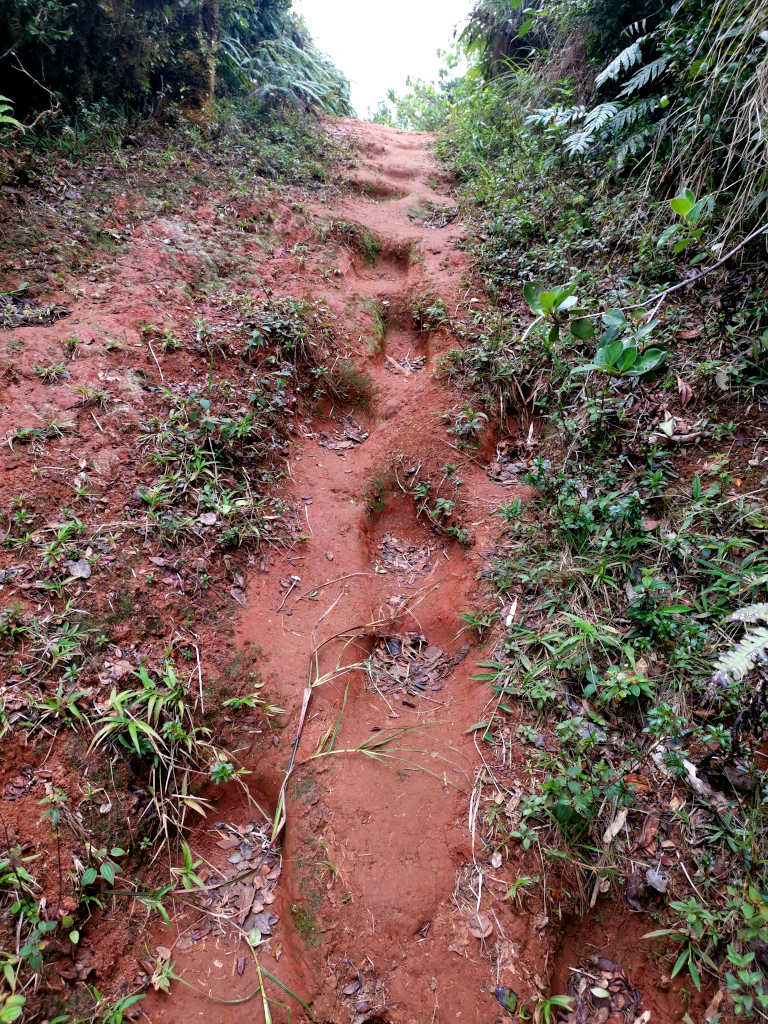 A very steep muddy trail with steps graved into them