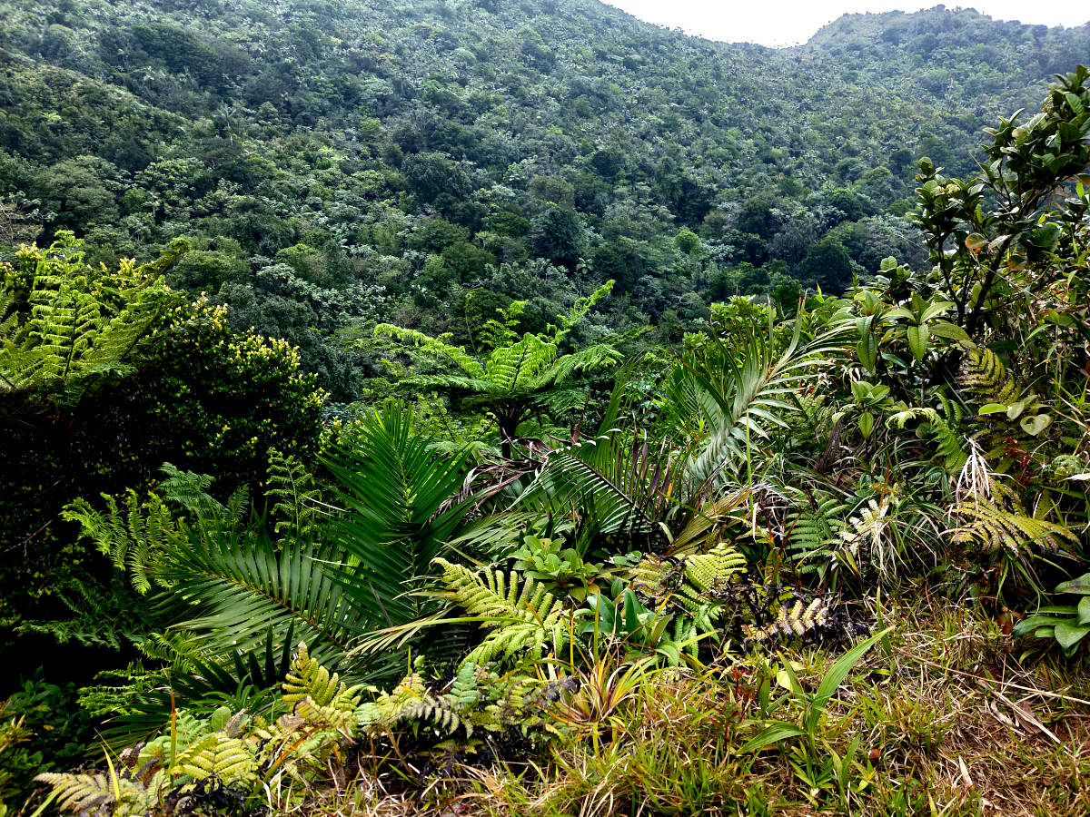 A hill side covered in thick green foliage with ferns in the foreground on mount qua qua grenada