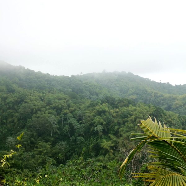 Hiking on Mount Qua Qua Grenada through green bush and fog above the hills