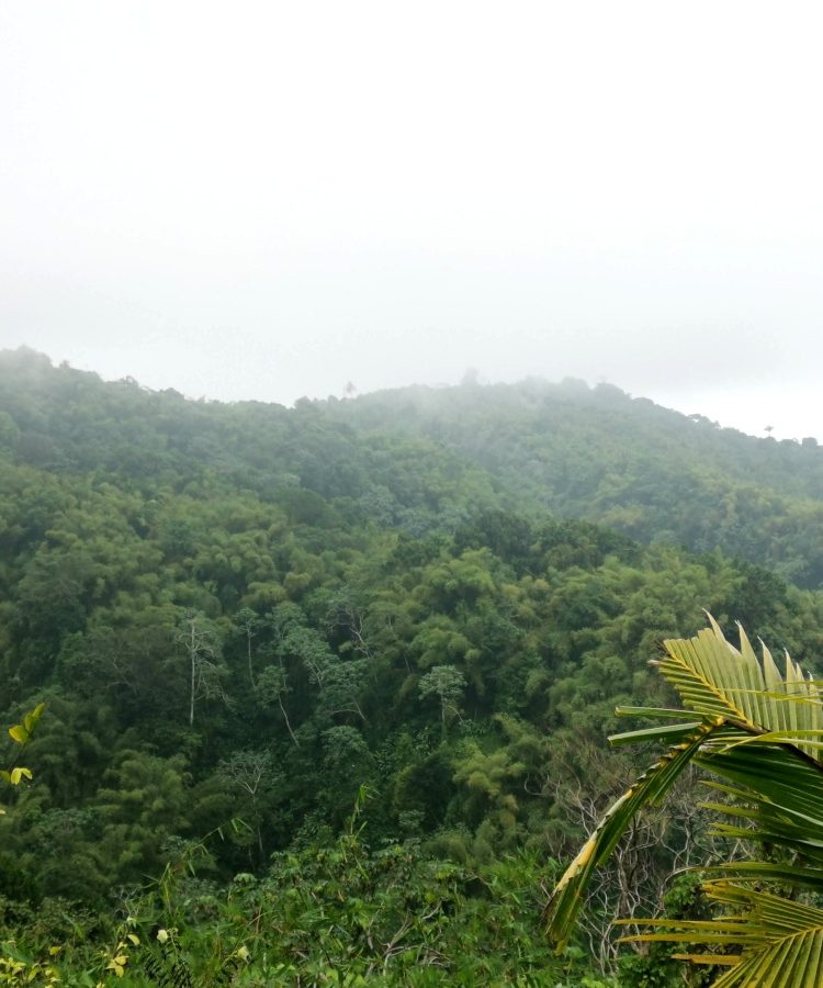 Hiking on Mount Qua Qua Grenada through green bush and fog above the hills