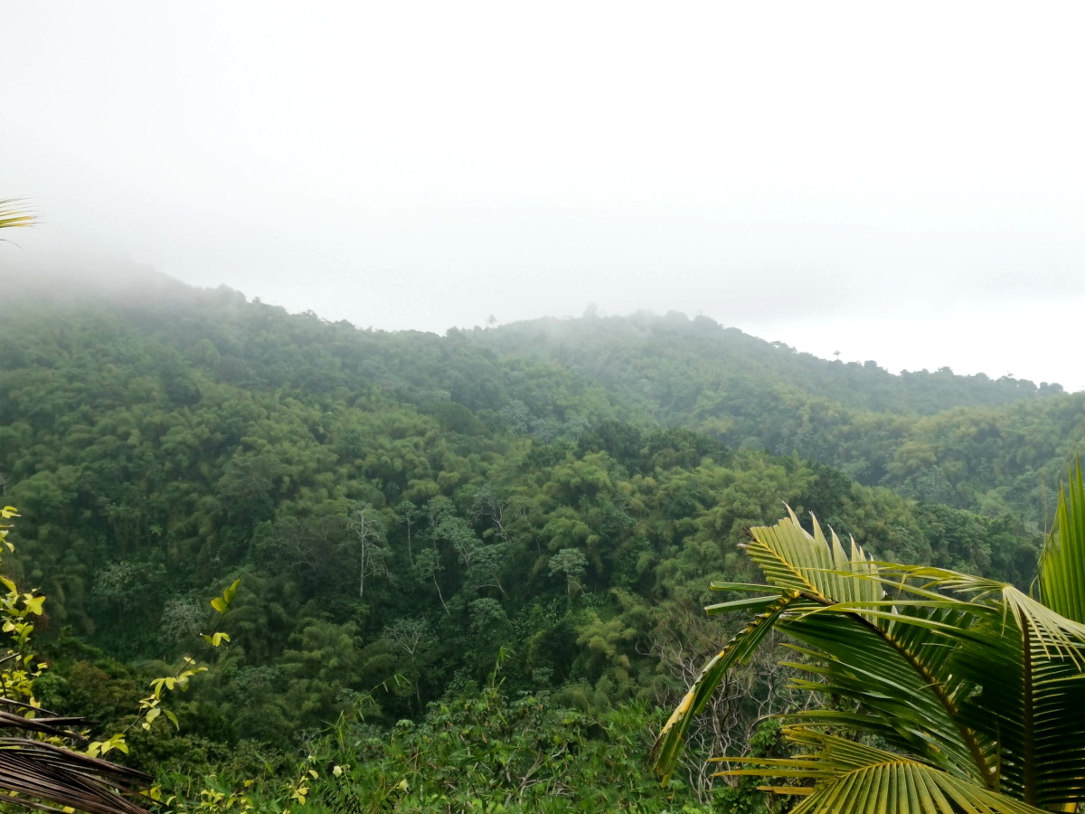 Hiking on Mount Qua Qua Grenada through green bush and fog above the hills
