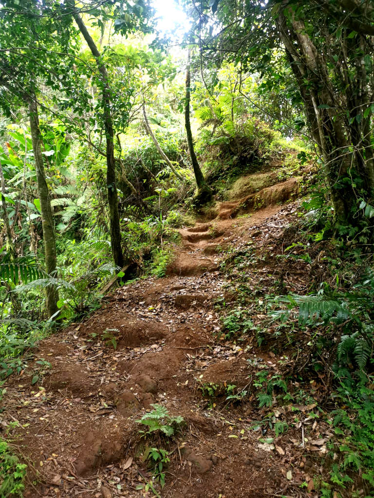 A steep section of a trail winding up between trees in Grenada