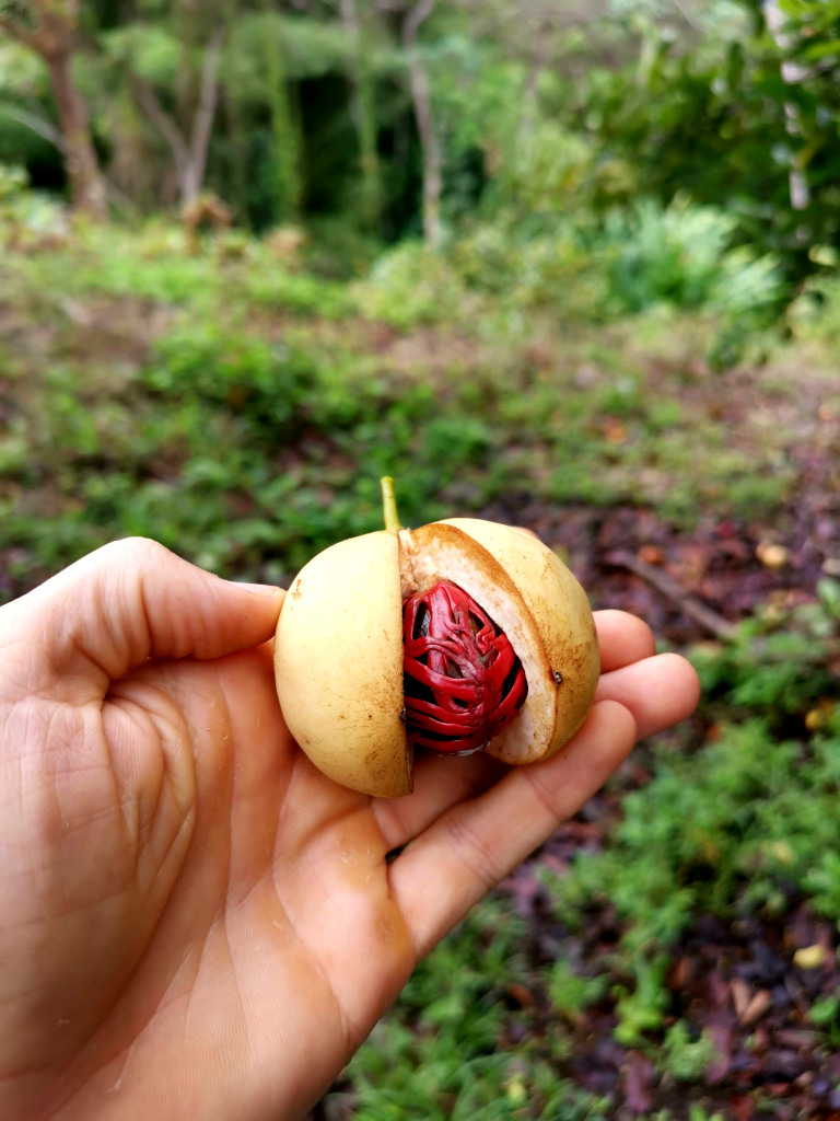 A ripe nutmeg that is split open showing the red inside