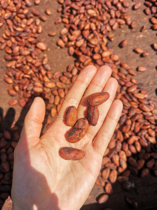 Roasted cacao beans on a hand