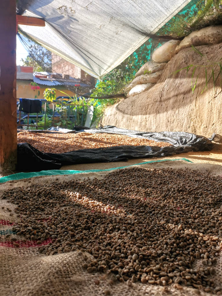 Coffee beans drying in the shade