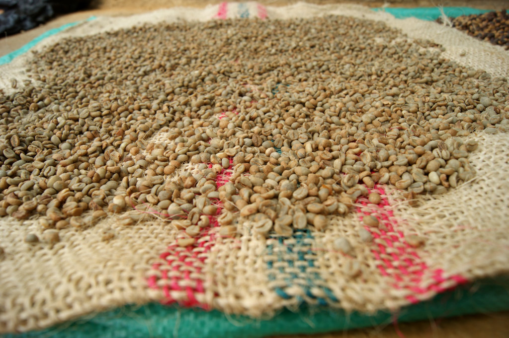 Coffee beans drying on top of a sack in Medellin Colombia