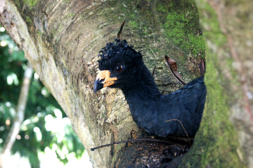 A beautiful black bird resting on a tree