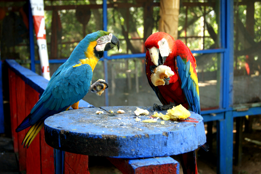 Two colorful macaws perched on a wooden platform eating some food in Puerto Narino