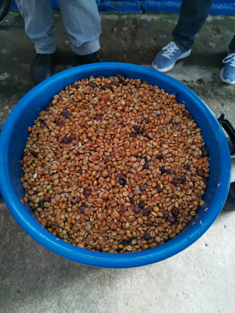coffee beans fermenting in a blue big pot
