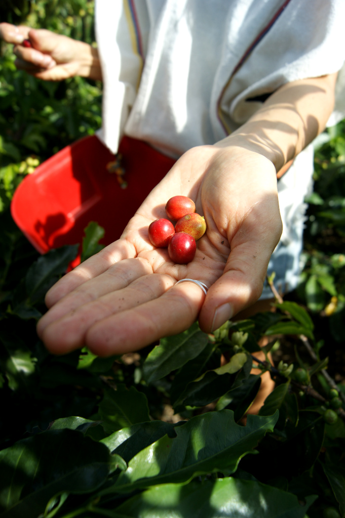 A hand holding up freshly picked red coffee beans