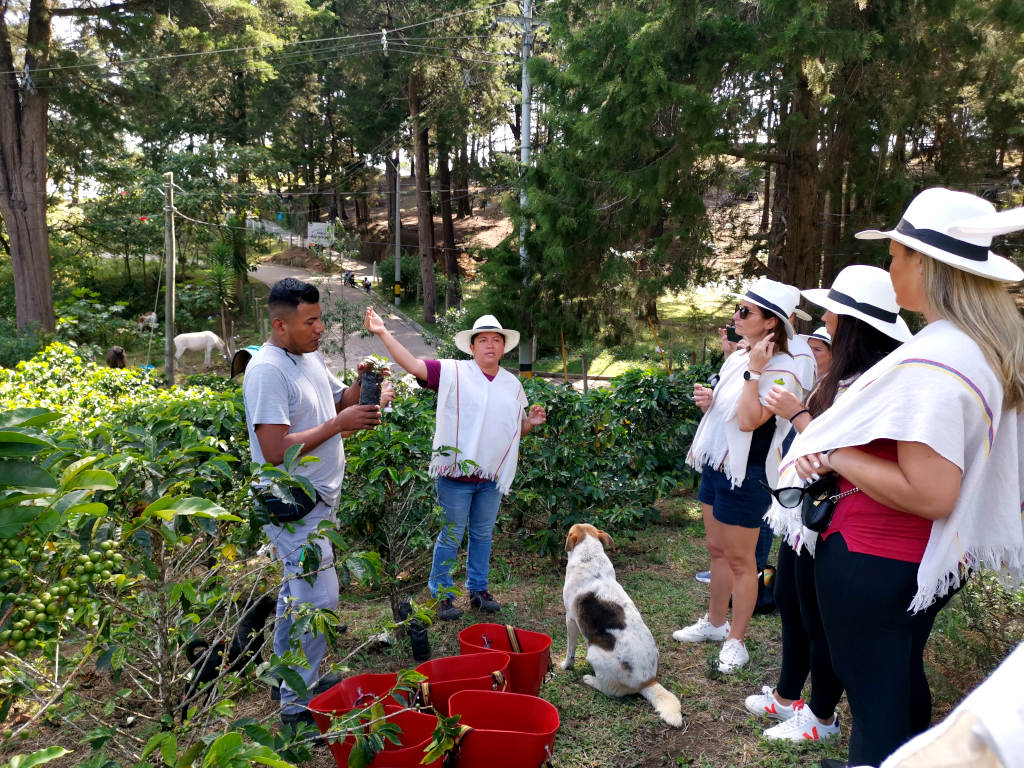 A tour guide explaining to a group of tourists the process of growing a coffee sapling while on a medellin coffee tour