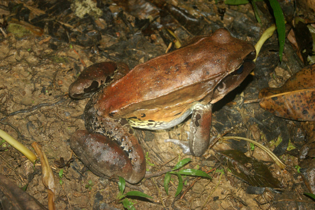 A large brown frog sitting on the muddy ground in the middle of the jungle near Puerto Narino