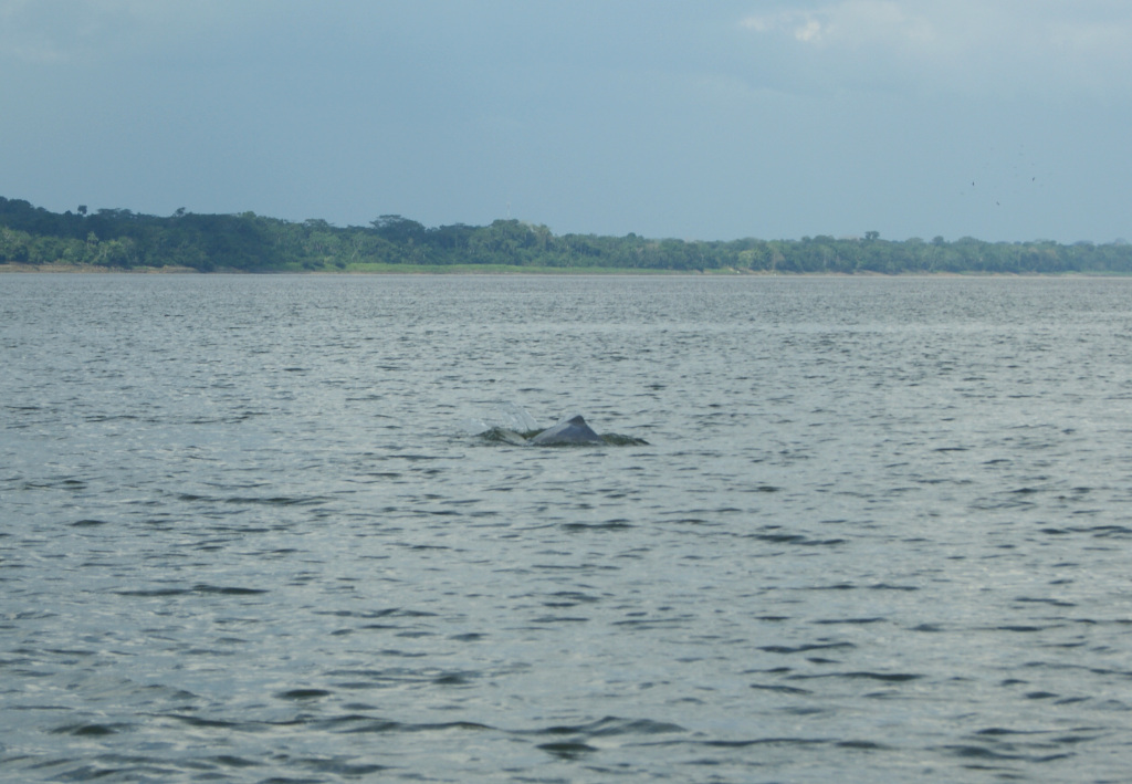 A grey dolphin in the Amazon River on the way from Leticia to Puerto Narino
