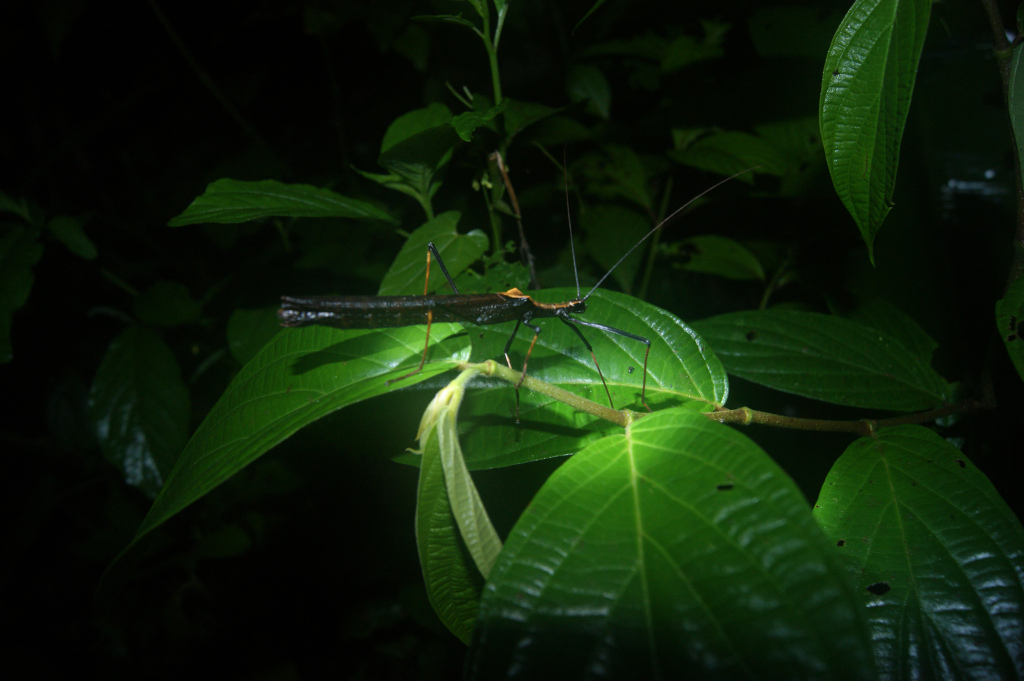 A large insect sitting on a leaf in the jungle