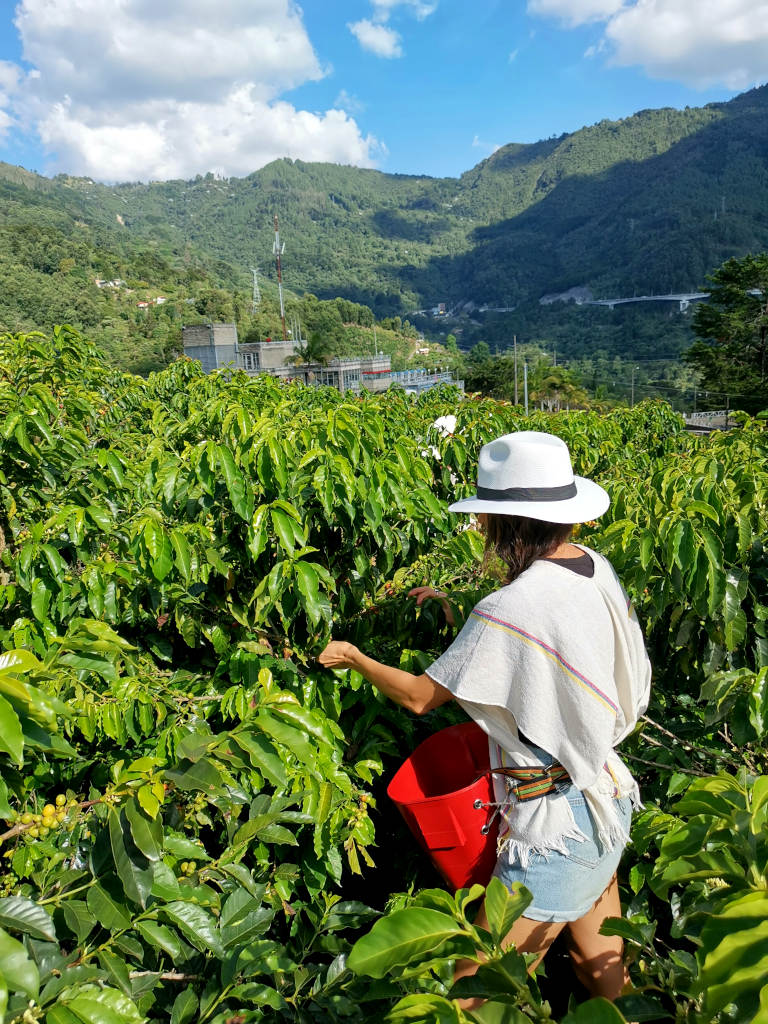 A woman picking beans while on a coffee tour in the hills of medellin