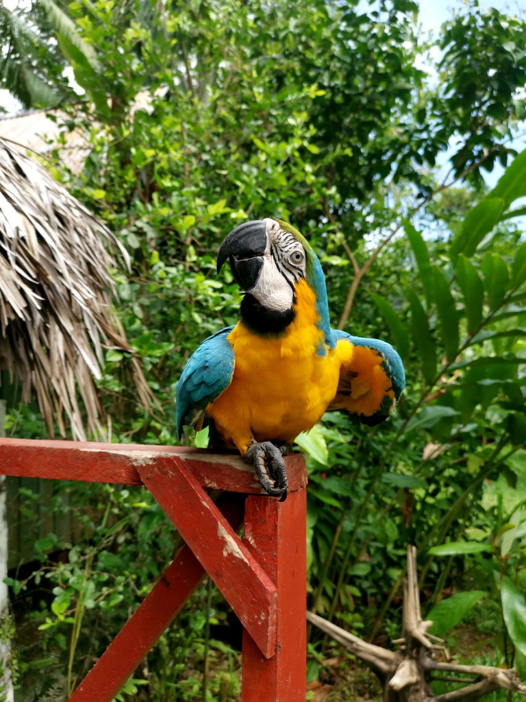 A colorful macaw sitting on a piece of wood