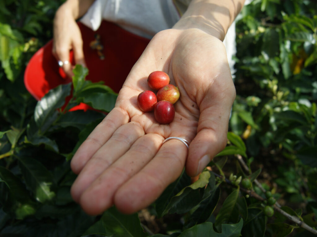 A hand holding up freshly picked red coffee beans on a Medellin coffee tour