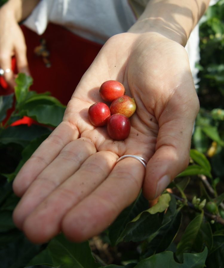 A hand holding up freshly picked red coffee beans on a Medellin coffee tour