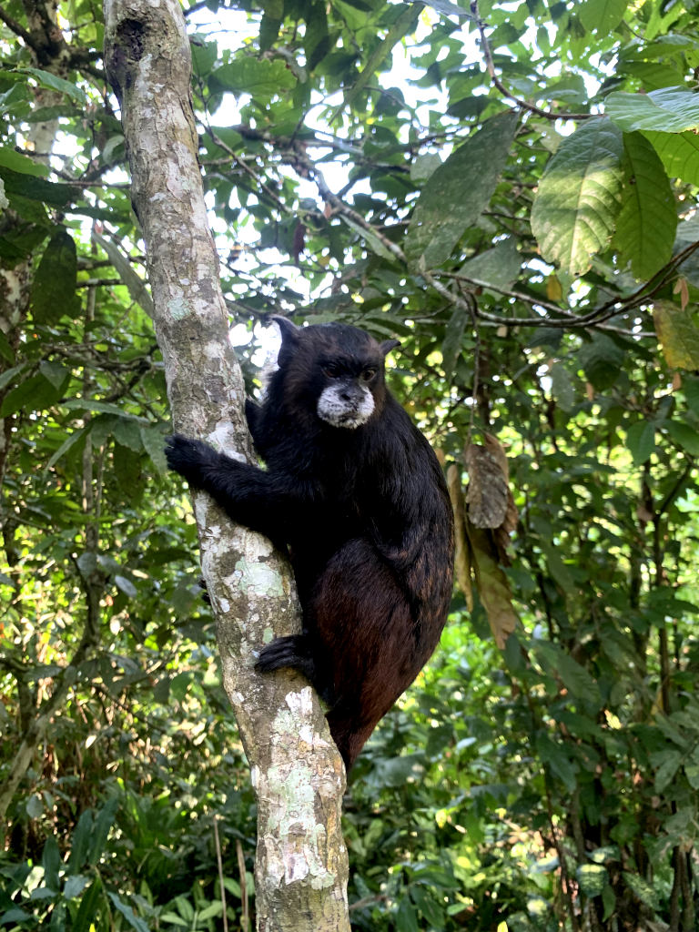 A black monkey with a white face hanging onto a tree in the jungle near Puerto Narino